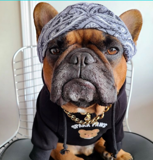 American top bully costumes