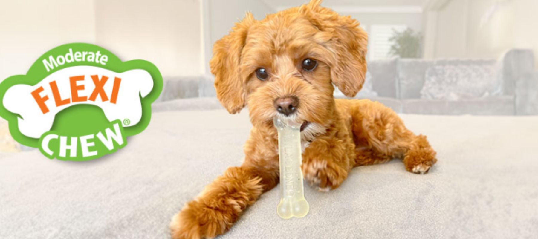 Nylabone safety hotsell