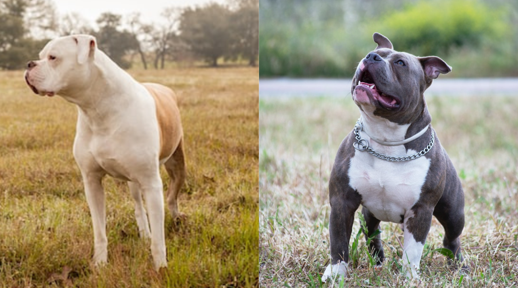 American Bulldog vs. Pitbull - Breed comparison – SPARK PAWS