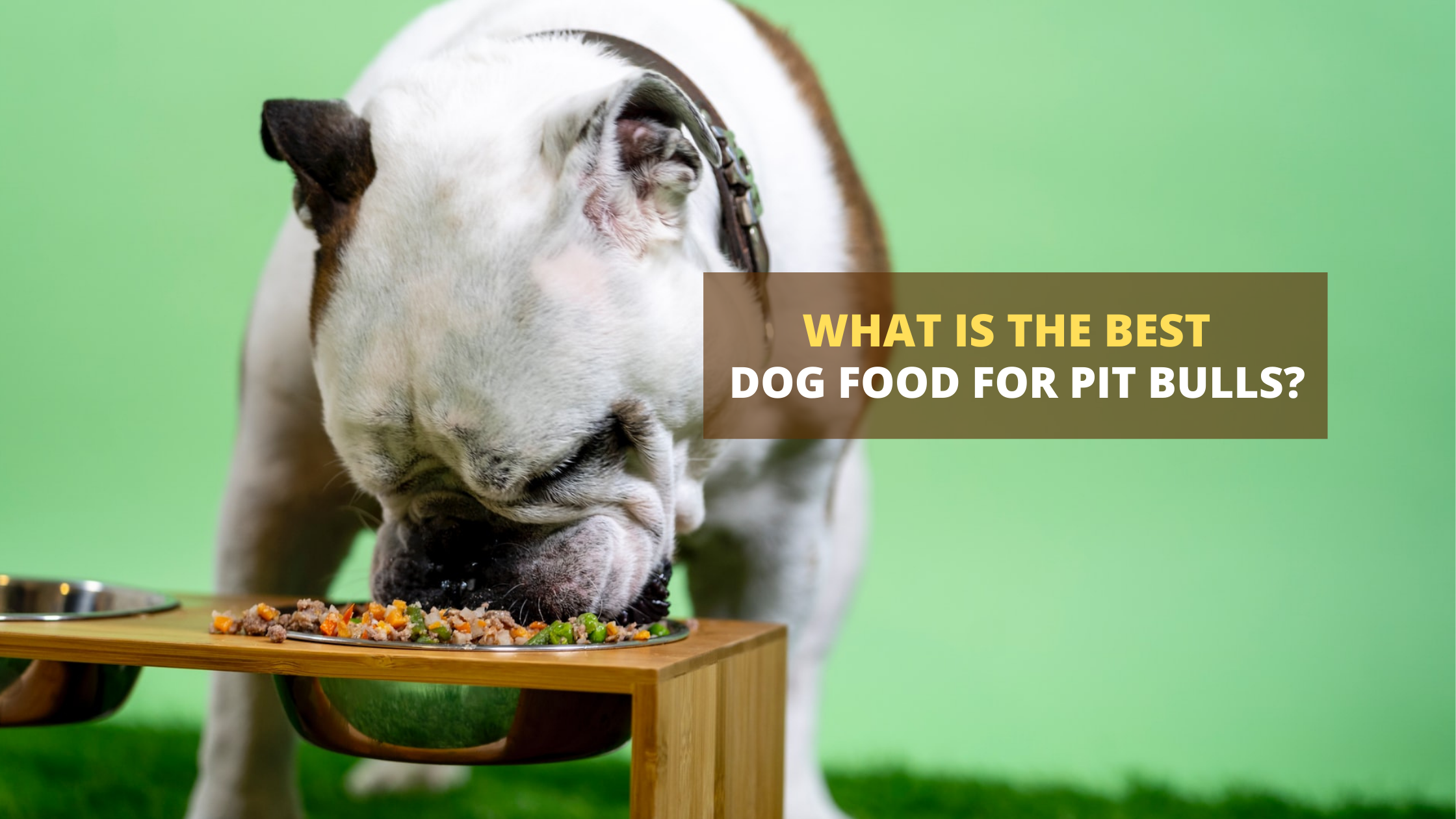 What is the best sales puppy food for pitbulls