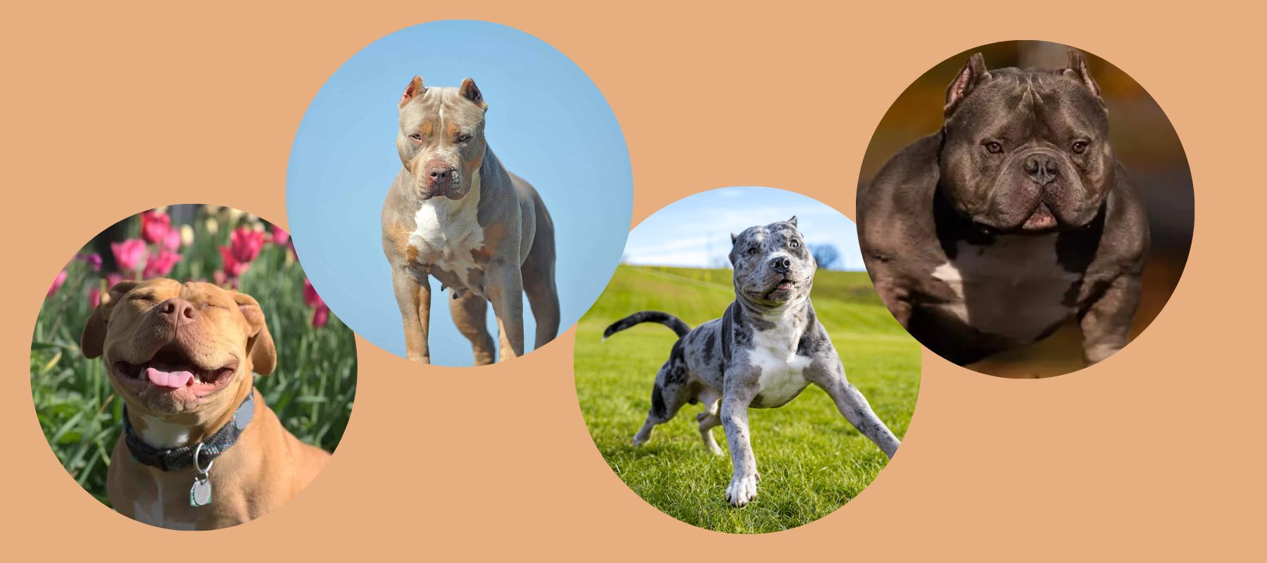 Exotic Pitbulls: Beyond the Ordinary Canine – SPARK PAWS