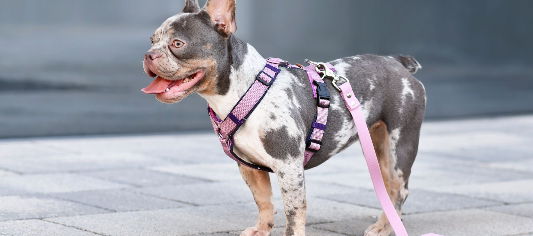 how to put the harness on a dog