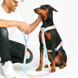 Pastel Icing Harness