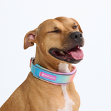 Pastel Icing Martingale Collar||size:C,D,E