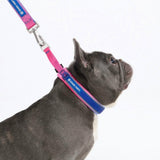 Snow Cone Martingale Collar||size:A,B
