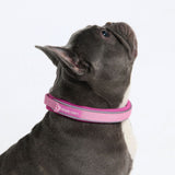 Pink Martingale Collar||size:A,B