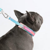 Pastel Icing Martingale Collar||size:A,B