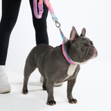 Pastel Icing Collar||size:A,B