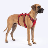 Red Gradient Escape Proof||size:5