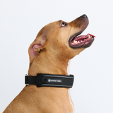Black Collar||size:C,D,E