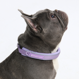 Lilac Collar||size:A,B