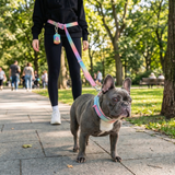 Pastel Icing Martingale Collar||size:A,B,C,D,E
