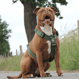 コンフォート コントロール ノープル ドッグ ハーネス - グリーン