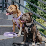 コンフォート コントロール ノープル ドッグ ハーネス - ブラック