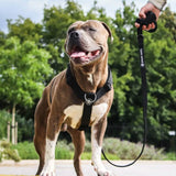 コンフォート コントロール ノープル ドッグ ハーネス セット - ブラック