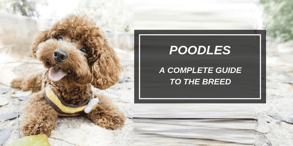 icon dogwear, poodles, everything you need to know about poodles, interesting facts about poodles, history of poodles