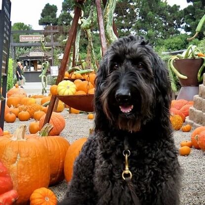 10 Fun Things to Do With Your Dog This Fall