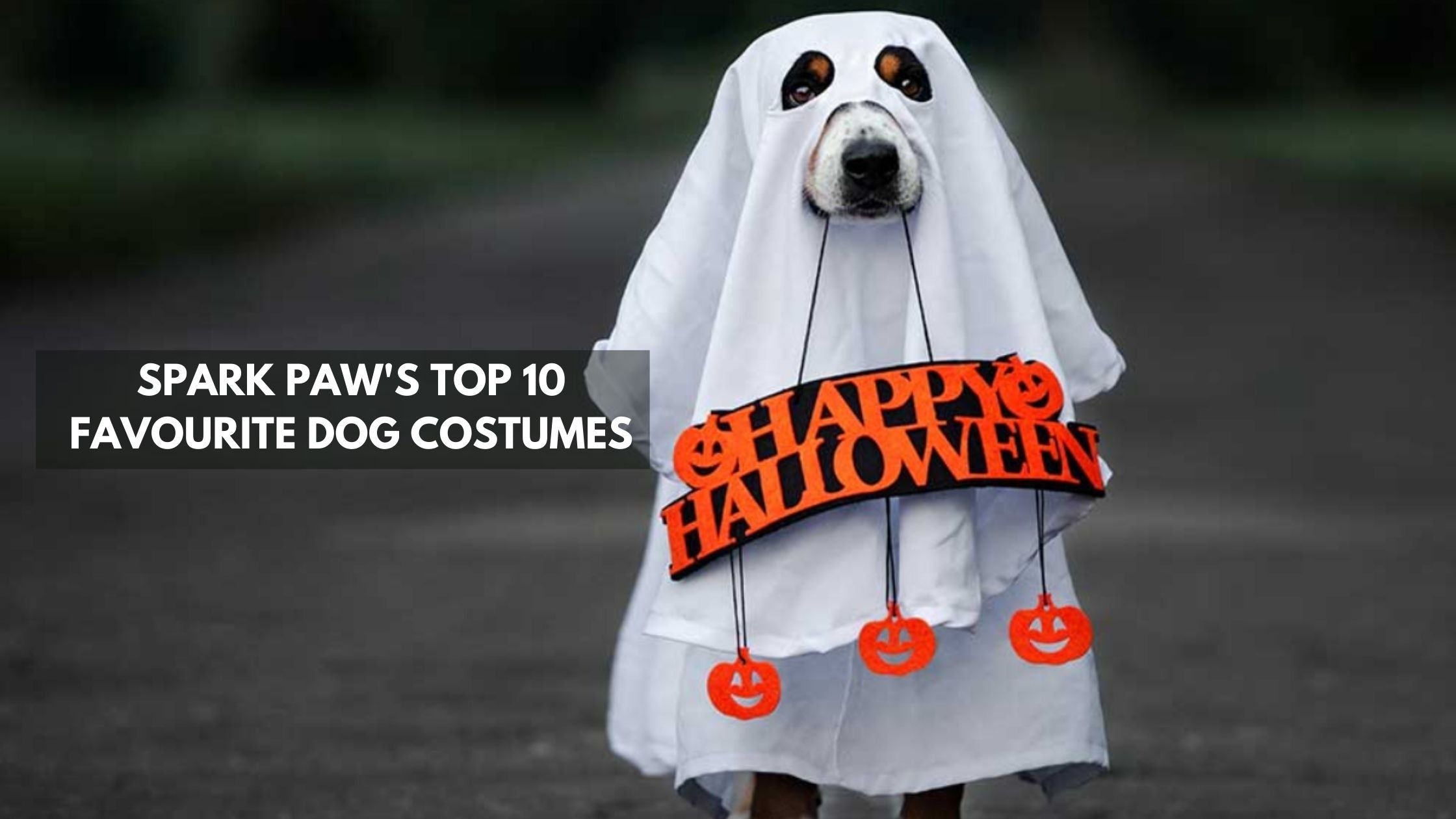 Top 10 Best Dog Costumes of All Time SPARK PAWS