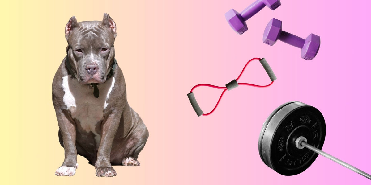 MINI PITBULL☆確認用