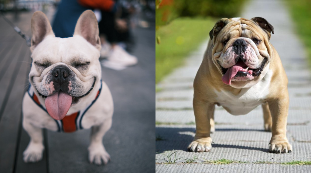 Difference between english bulldog and hot sale british bulldog