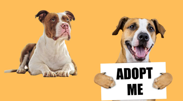 Pitbull vs. Staffordshire Terrier - The Main differences