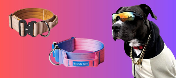 Best Dog Collars for Pit Bulls - Style, Safety, & Durability