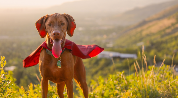 The Best Dog Collar for Your French Bulldog – SPARK PAWS