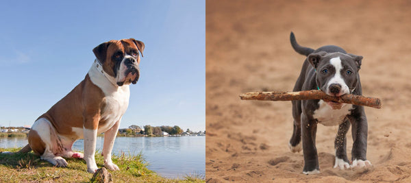 Pit Bull vs. American Bulldogs - What Are The Key Differences?
