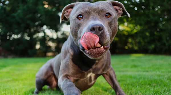 Are Pit bulls Good Guard Dogs?