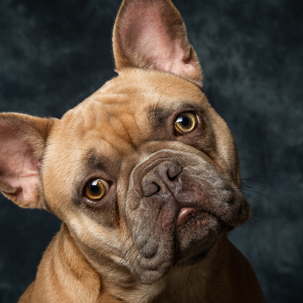 French bulldog top items gifts