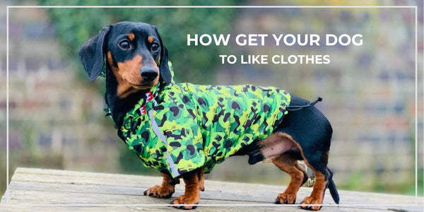 How To Get Your Dog To Like Clothes