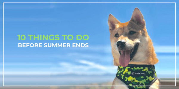 10 Ideas For An Epic Summer With Your Dog