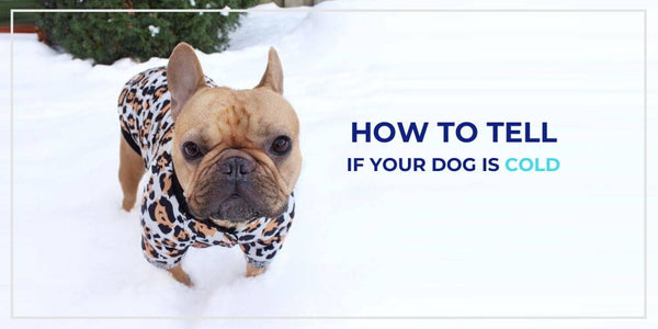 Is My Dog Feeling Cold? Here’s How To Tell
