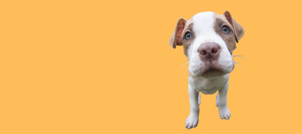 When Do Pit Bulls Stop Growing?
