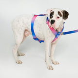 Snow Cone Harness