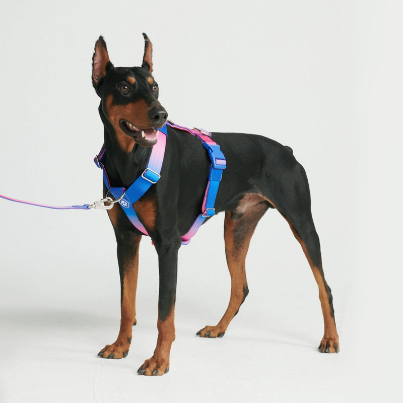 Snow Cone Harness