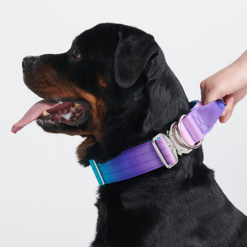 戦術的な犬用首輪セット - 90年代レトロ