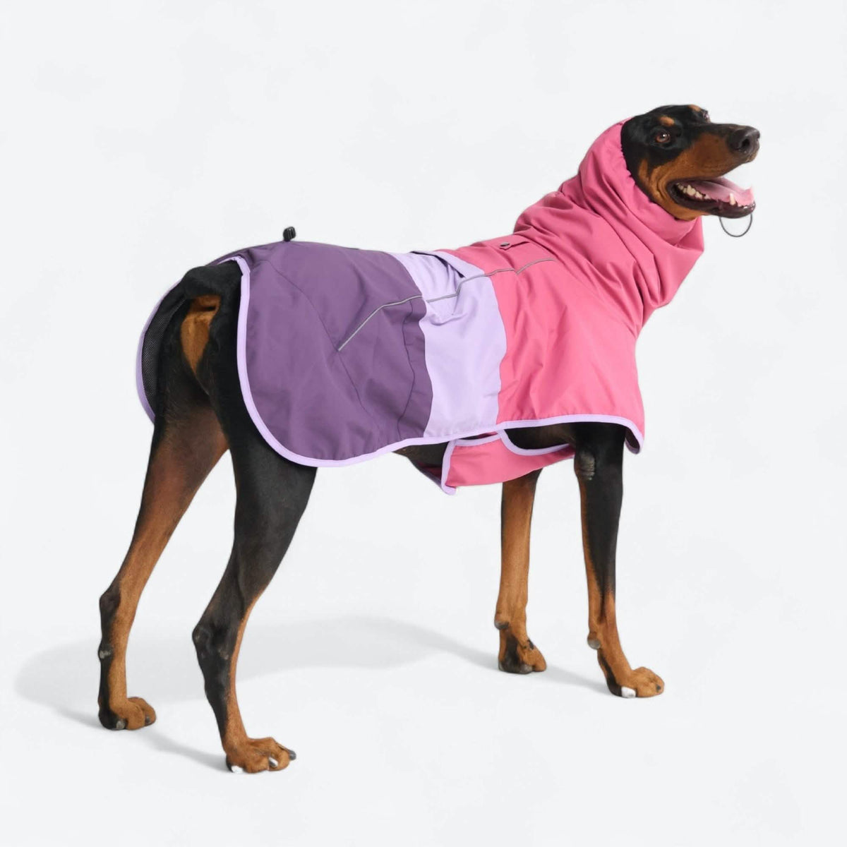 スパークパウズ犬の服、チェーン、首輪、その他 – SPARK PAWS