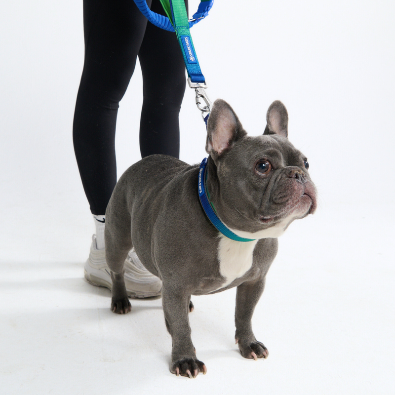 Lime Wave Neoprene Leash