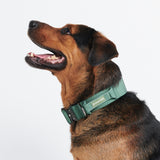 戦術的な犬の首輪 - アーミーグリーン