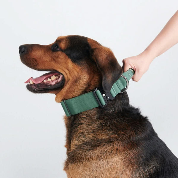犬好きの方に！アノラスペンス 「緑の首輪の犬」シルクスクリーン　51／225 戦術的な犬の首輪 – SPARK PAWS