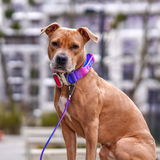 Snow Cone Collar||size:XS,S,M,L