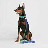 戦術的な犬用首輪セット - ライムウェーブ