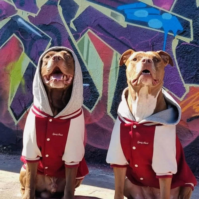 犬用バーシティ ジャケット - レッド