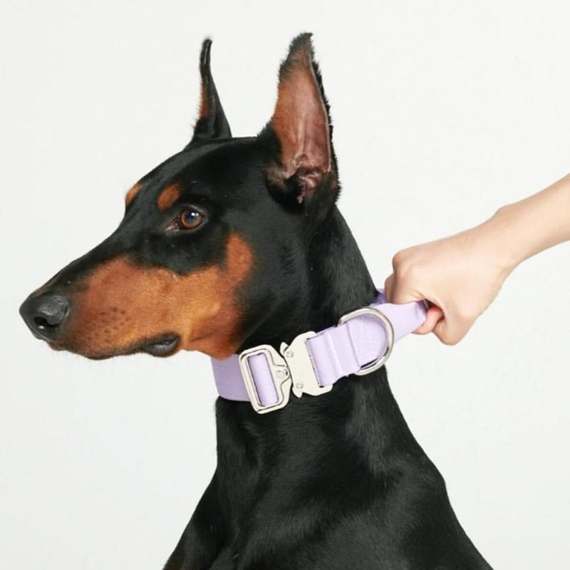 戦術的な犬の首輪 - ライラック