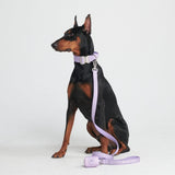 戦術的な犬用首輪セット - ライラック (1.5"/4cm)