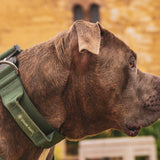 戦術的な犬用首輪セット - アーミーグリーン