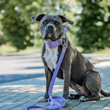 戦術的な犬用首輪セット - ライラック (2"/5cm)
