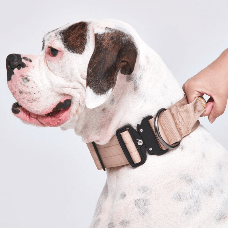 戦術的な犬用首輪 - タン (2"/5cm)