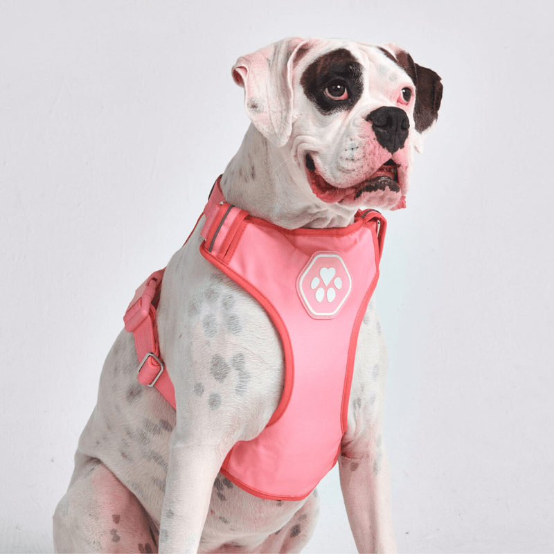コンフォート コントロール ハーネス - ピンク - [サイズ S] 20kg/45ポンドまでの犬用